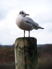 Seagull iv